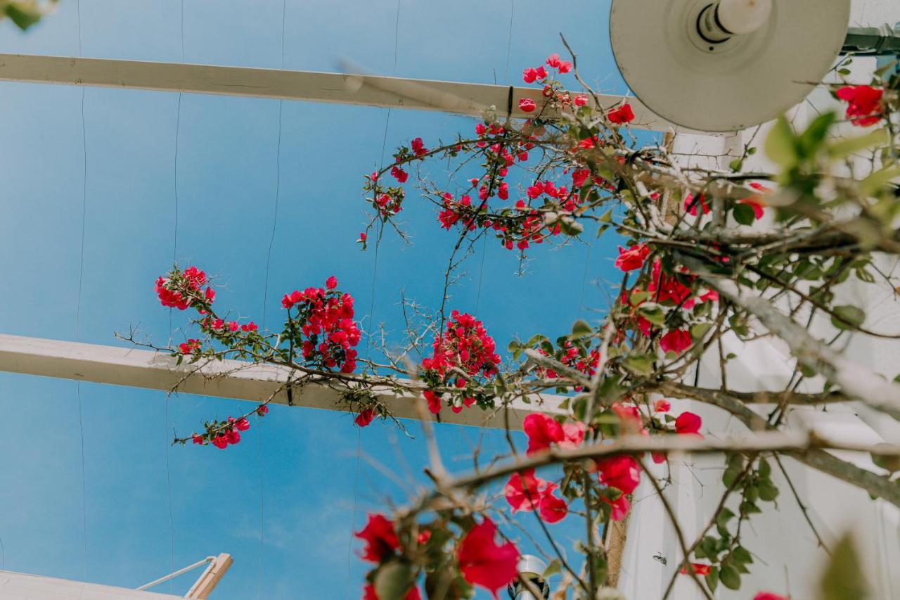 Masseria Agriturismo Il Sorriso Degli Ulivi - Dimora Di Charme Gallipolli Exteriör bild