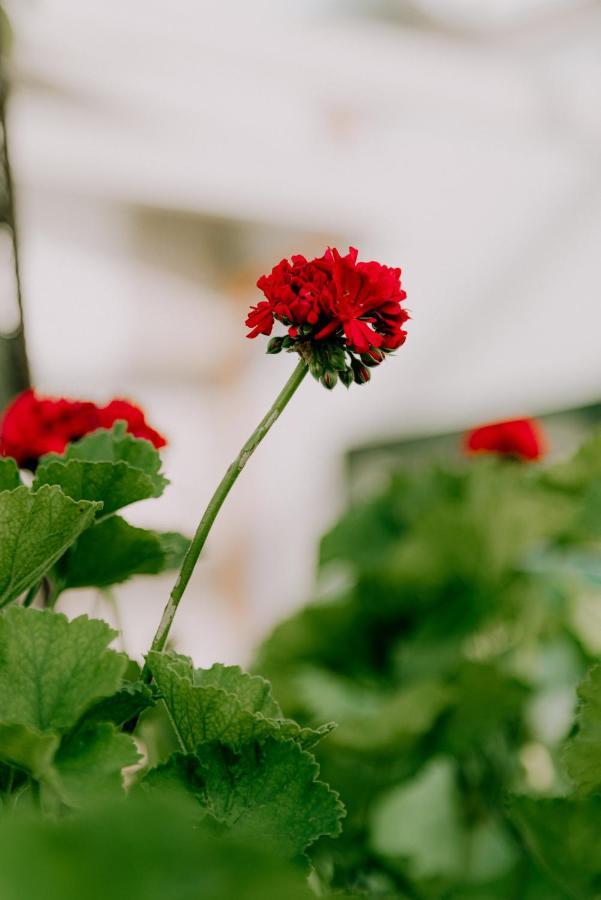 Masseria Agriturismo Il Sorriso Degli Ulivi - Dimora Di Charme Gallipolli Exteriör bild